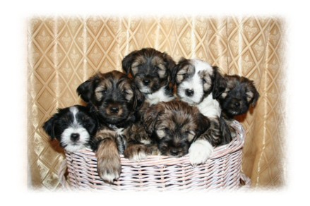 Tibetan Terrier Puppies on Togepi Tibetan Terriers